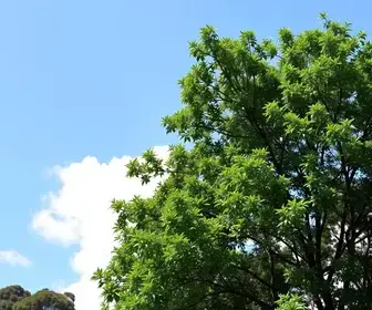 Termo de Compromisso Ambiental